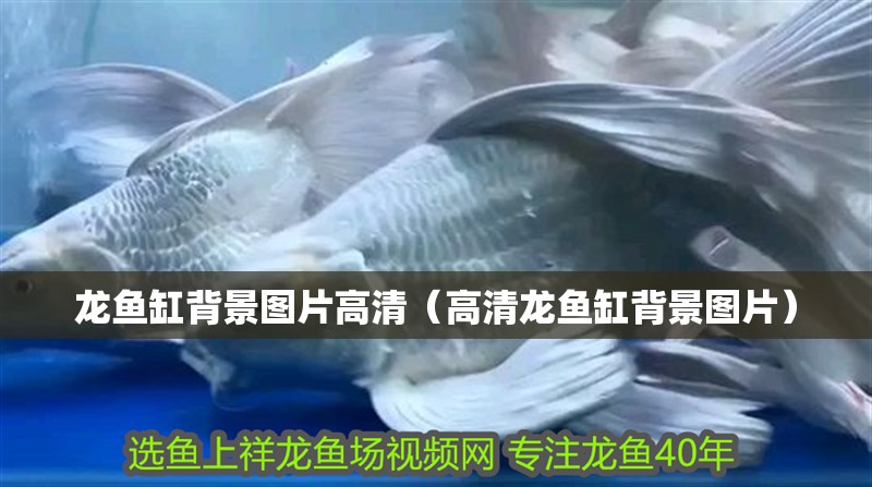 龍魚缸背景圖片高清（高清龍魚缸背景圖片）