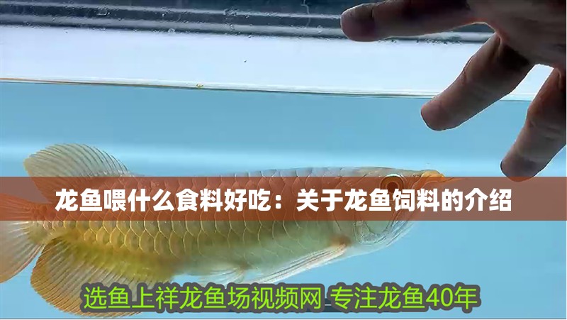 龍魚喂什么食料好吃：關于龍魚飼料的介紹