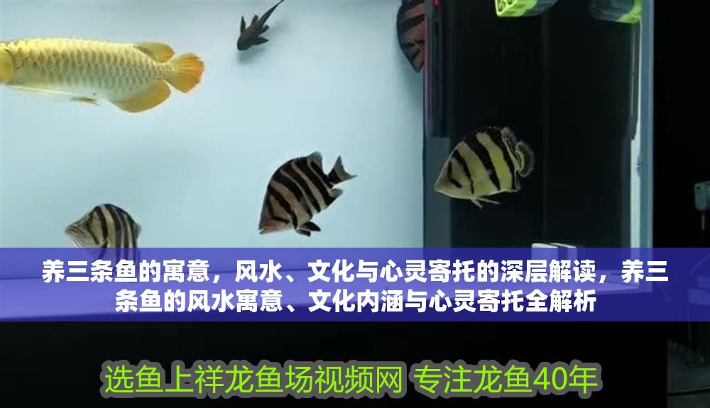 養三條魚的寓意，風水、文化與心靈寄托的深層解讀，養三條魚的風水寓意、文化內涵與心靈寄托全解析