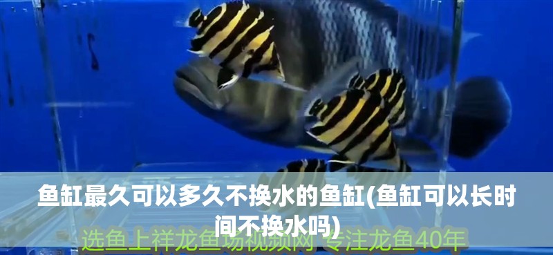 魚缸最久可以多久不換水的魚缸(魚缸可以長時間不換水嗎) 魚缸最久可以多久不換水的魚缸(魚缸可以長時間不換水嗎) 全國水族館企業(yè)名錄
