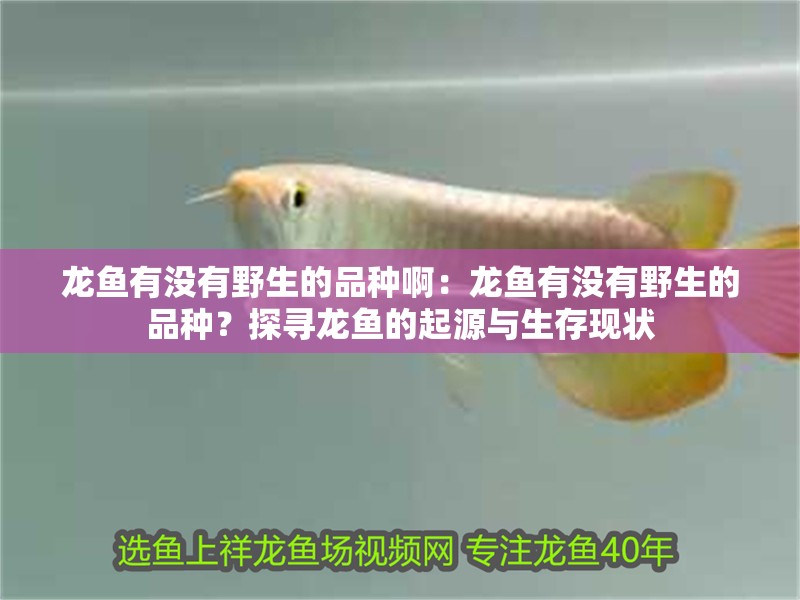 龍魚有沒有野生的品種啊：龍魚有沒有野生的品種？探尋龍魚的起源與生存現狀