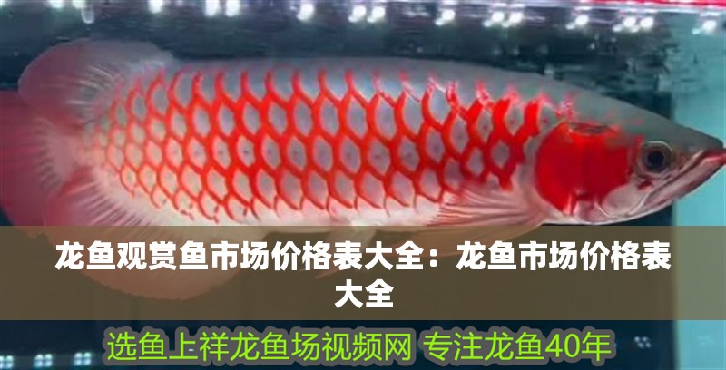龍魚觀賞魚市場價格表大全：龍魚市場價格表大全