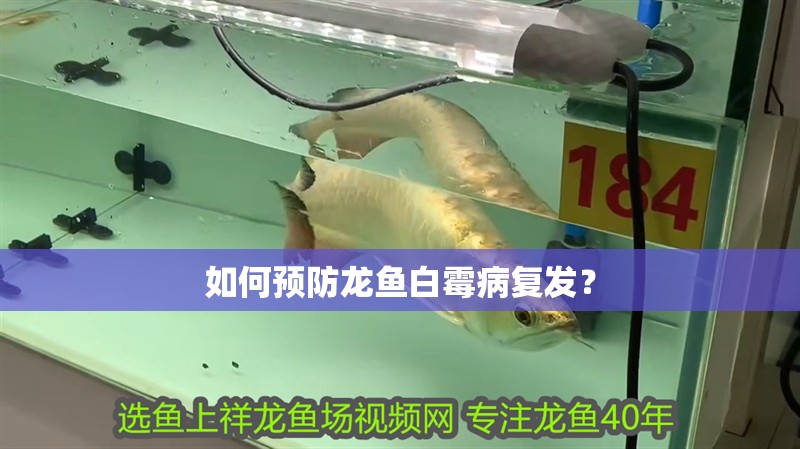如何預防龍魚白霉病復發？ 如何預防龍魚白霉病復發？ 水族問答