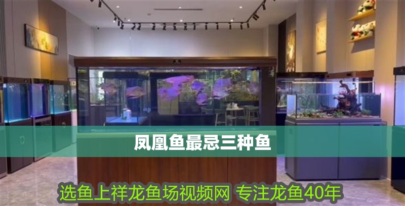 鳳凰魚最忌三種魚