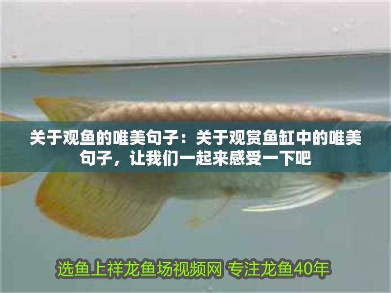 關于觀魚的唯美句子：關于觀賞魚缸中的唯美句子，讓我們一起來感受一下吧 關于觀魚的唯美句子：關于觀賞魚缸中的唯美句子，讓我們一起來感受一下吧 魚缸百科