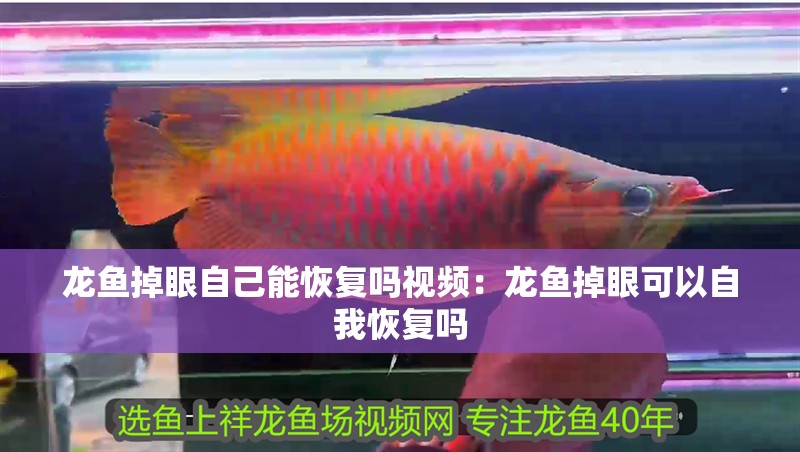 龍魚掉眼自己能恢復(fù)嗎視頻：龍魚掉眼可以自我恢復(fù)嗎