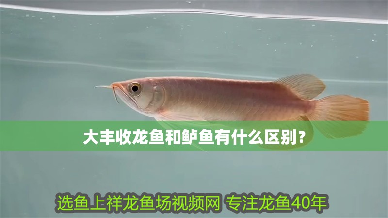 大豐收龍魚和鱸魚有什么區別？