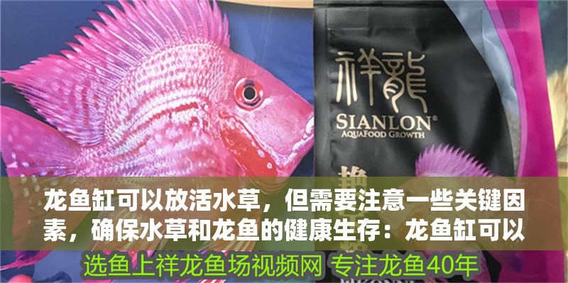 龍魚缸可以放活水草，但需要注意一些關鍵因素，確保水草和龍魚的健康生存：龍魚缸可以放活水草嗎，需要注意什么