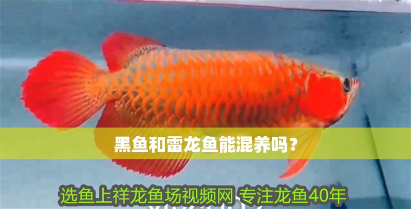 黑魚和雷龍魚能混養嗎？