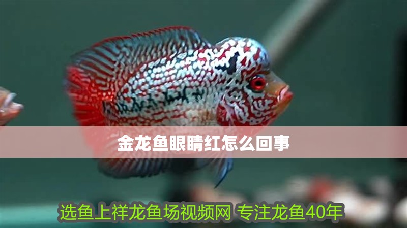 魚缸過濾器選購指南:自制魚缸過濾器魚缸上置過濾器對于養魚愛好者的必備知識 金龍魚眼睛紅怎么回事 龍魚百科 金龍魚眼睛紅怎么回事 金龍魚眼睛紅怎么回事 龍魚百科