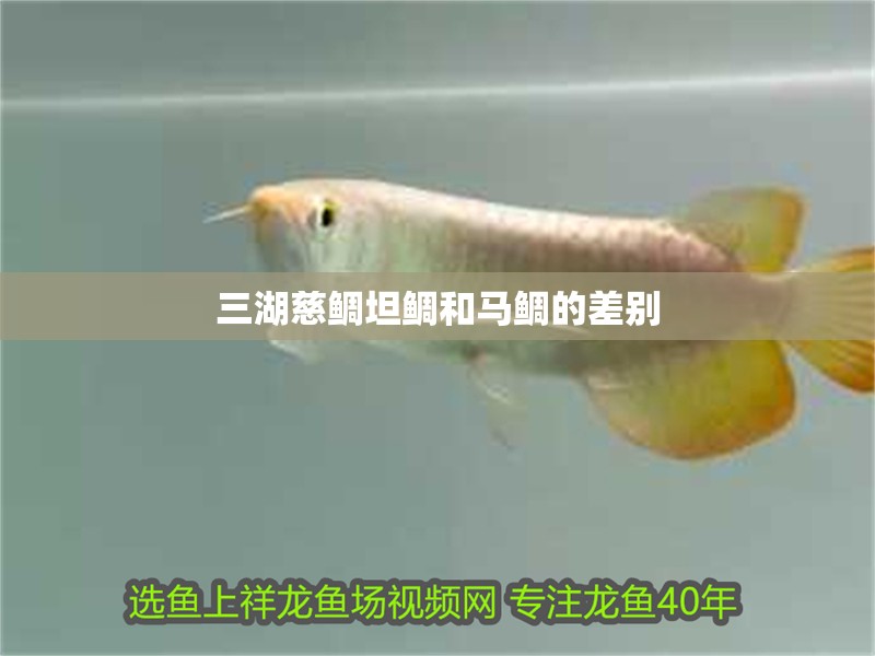 鸚鵡魚和銀龍魚混養怎樣喂食 三湖慈鯛坦鯛和馬鯛的差別 龍魚論壇 三湖慈鯛坦鯛和馬鯛的差別 三湖慈鯛坦鯛和馬鯛的差別 龍魚論壇