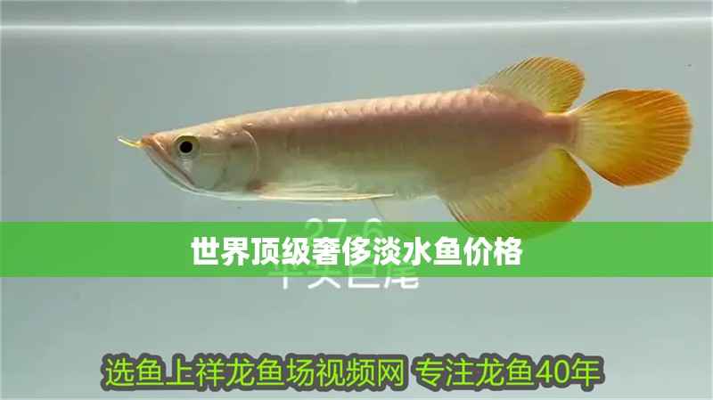世界頂級(jí)奢侈淡水魚價(jià)格