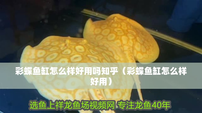 彩蝶魚缸怎么樣好用嗎知乎（彩蝶魚缸怎么樣好用）