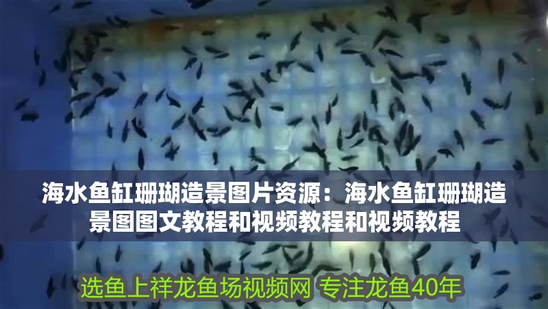 海水魚缸珊瑚造景圖片資源：海水魚缸珊瑚造景圖圖文教程和視頻教程和視頻教程 海水魚缸珊瑚造景圖片資源：海水魚缸珊瑚造景圖圖文教程和視頻教程和視頻教程 魚缸百科