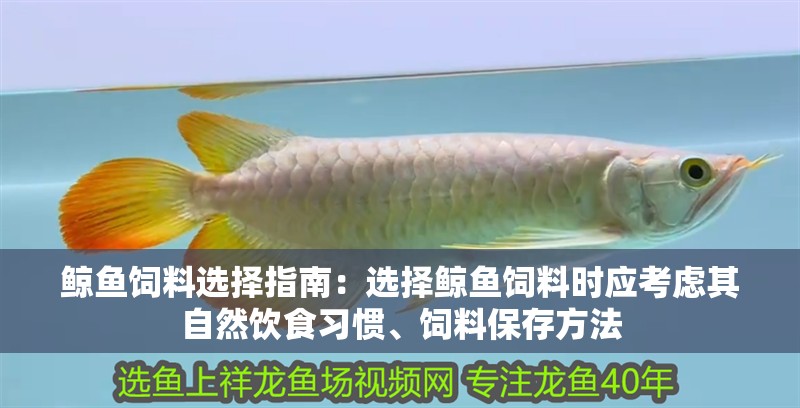 鯨魚飼料選擇指南：選擇鯨魚飼料時應考慮其自然飲食習慣、飼料保存方法