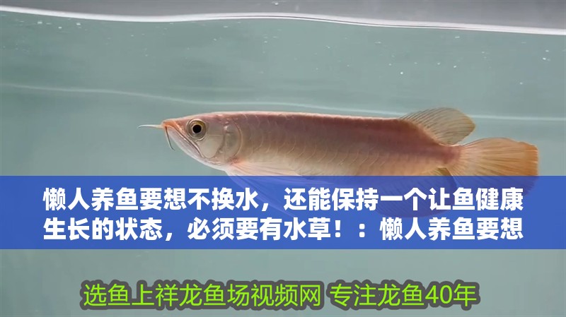 懶人養魚要想不換水，還能保持一個讓魚健康生長的狀態，必須要有水草！：懶人養魚要想不換水還能保持一個健康生長的狀態，必須有水草