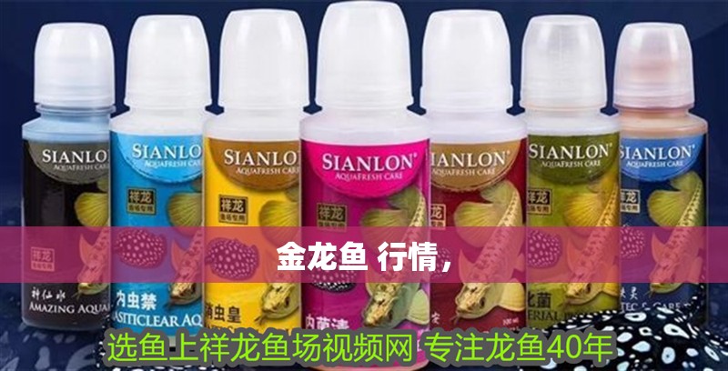金龍魚 行情，