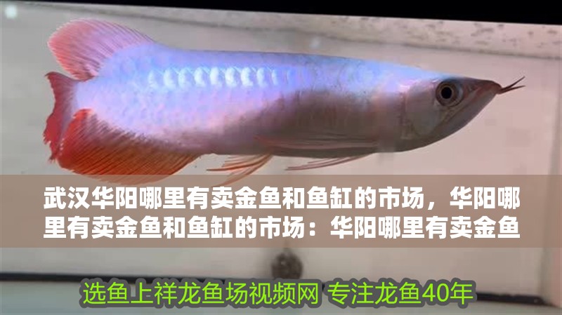 武漢華陽(yáng)哪里有賣金魚和魚缸的市場(chǎng)，華陽(yáng)哪里有賣金魚和魚缸的市場(chǎng)：華陽(yáng)哪里有賣金魚和魚缸的市場(chǎng) 武漢華陽(yáng)哪里有賣金魚和魚缸的市場(chǎng)，華陽(yáng)哪里有賣金魚和魚缸的市場(chǎng)：華陽(yáng)哪里有賣金魚和魚缸的市場(chǎng) 魚缸百科