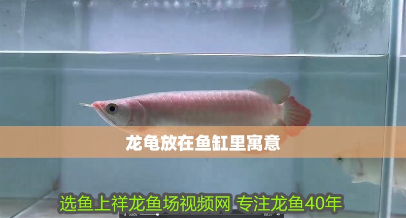 龍龜放在魚(yú)缸里寓意