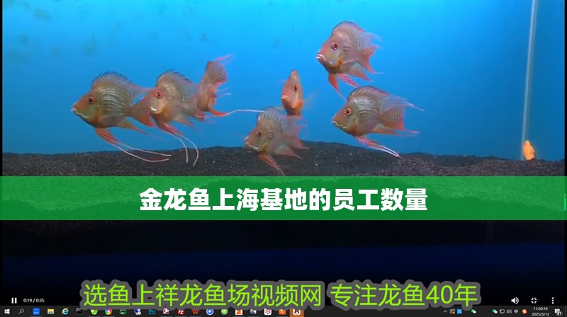 金龍魚上海基地的員工數量 金龍魚上海基地的員工數量 水族問答