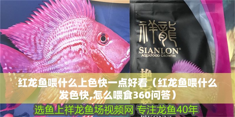 紅龍魚喂什么上色快一點好看（紅龍魚喂什么發色快,怎么喂食360問答）