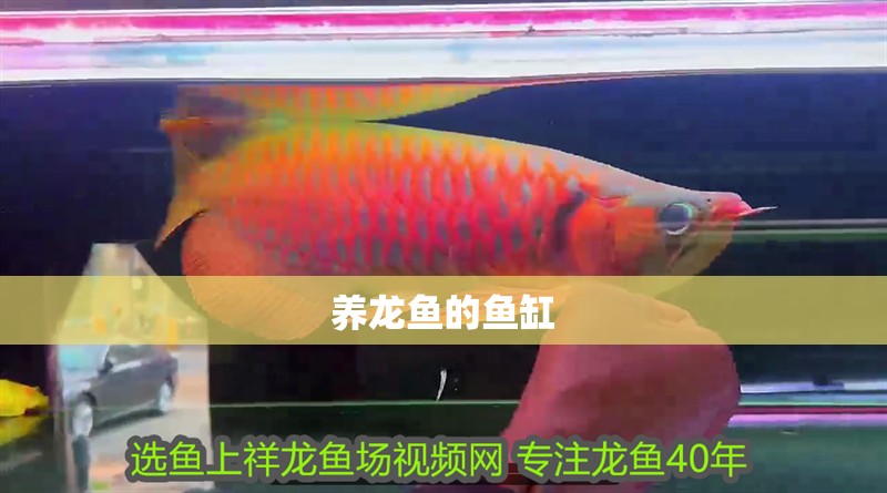 養(yǎng)龍魚(yú)的魚(yú)缸