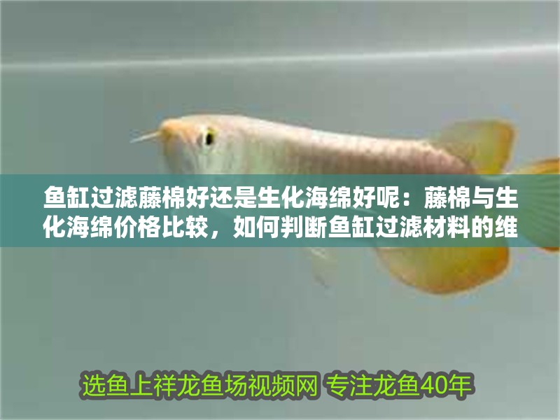 魚缸過濾藤棉好還是生化海綿好呢：藤棉與生化海綿價格比較，如何判斷魚缸過濾材料的維護技巧