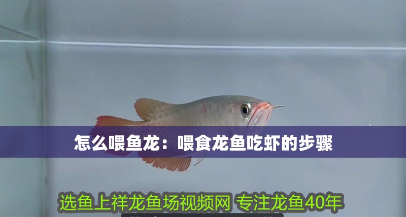 怎么喂魚龍：喂食龍魚吃蝦的步驟