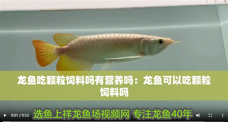 龍魚吃顆粒飼料嗎有營養嗎：龍魚可以吃顆粒飼料嗎
