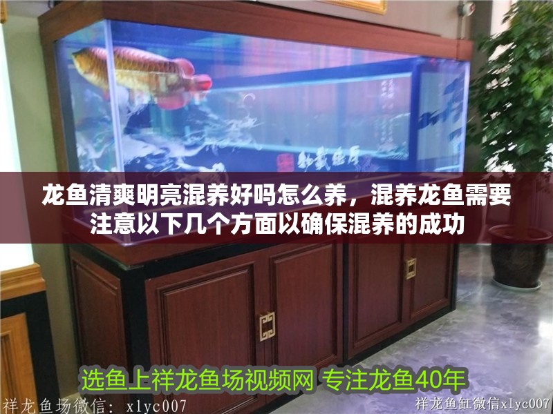 龍魚清爽明亮混養好嗎怎么養，混養龍魚需要注意以下幾個方面以確保混養的成功