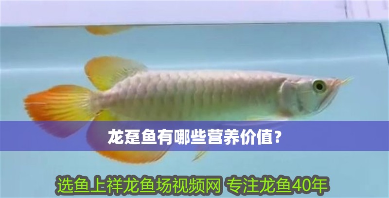 龍躉魚有哪些營養價值？