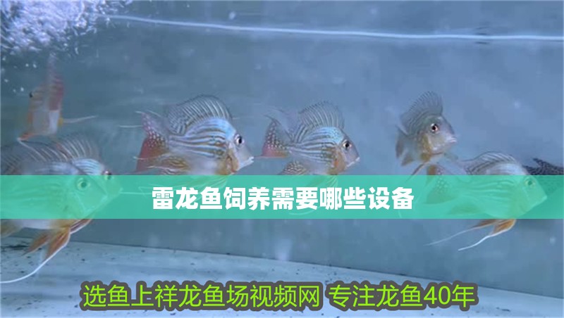 雷龍魚(yú)飼養(yǎng)需要哪些設(shè)備 雷龍魚(yú)飼養(yǎng)需要哪些設(shè)備 龍魚(yú)論壇