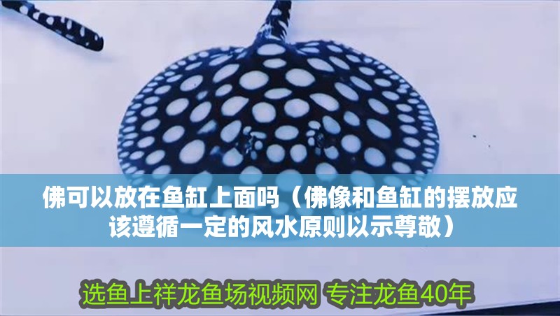 佛可以放在魚缸上面嗎（佛像和魚缸的擺放應(yīng)該遵循一定的風(fēng)水原則以示尊敬）