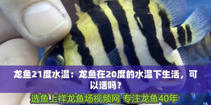 龍魚21度水溫：龍魚在20度的水溫下生活，可以活嗎？