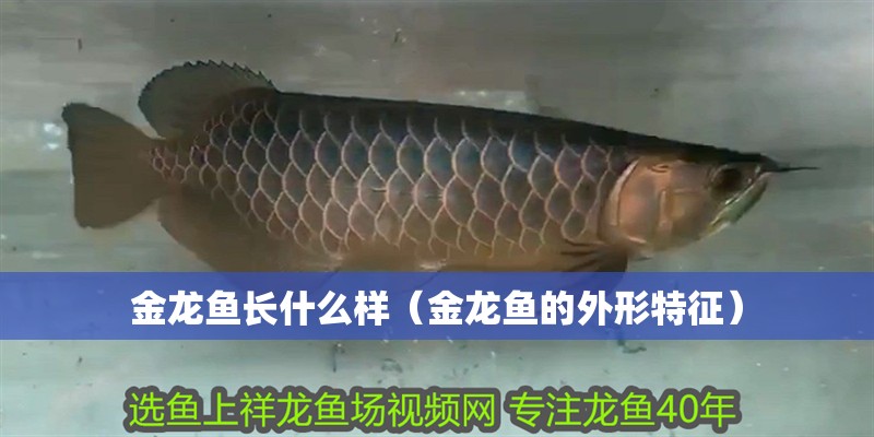 金龍魚長什么樣（金龍魚的外形特征）