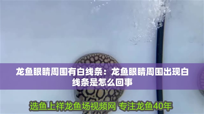 龍魚眼睛周圍有白線條：龍魚眼睛周圍出現白線條是怎么回事