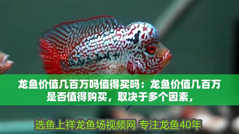 龍魚價(jià)值幾百萬嗎值得買嗎：龍魚價(jià)值幾百萬是否值得購買，取決于多個(gè)因素，