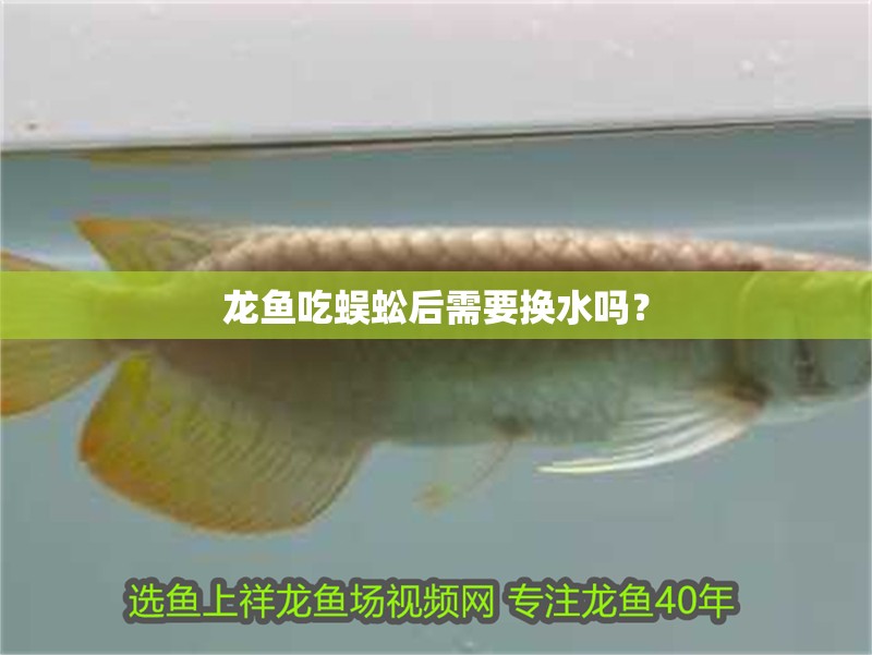 龍魚吃蜈蚣后需要換水嗎？