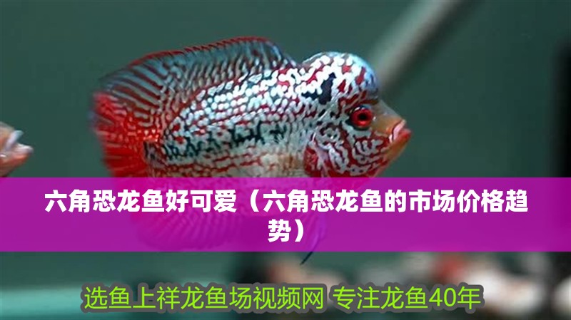 六角恐龍魚好可愛（六角恐龍魚的市場價格趨勢）