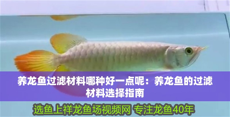 養龍魚過濾材料哪種好一點呢：養龍魚的過濾材料選擇指南