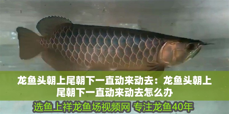 龍魚頭朝上尾朝下一直動來動去：龍魚頭朝上尾朝下一直動來動去怎么辦 龍魚頭朝上尾朝下一直動來動去：龍魚頭朝上尾朝下一直動來動去怎么辦 龍魚百科