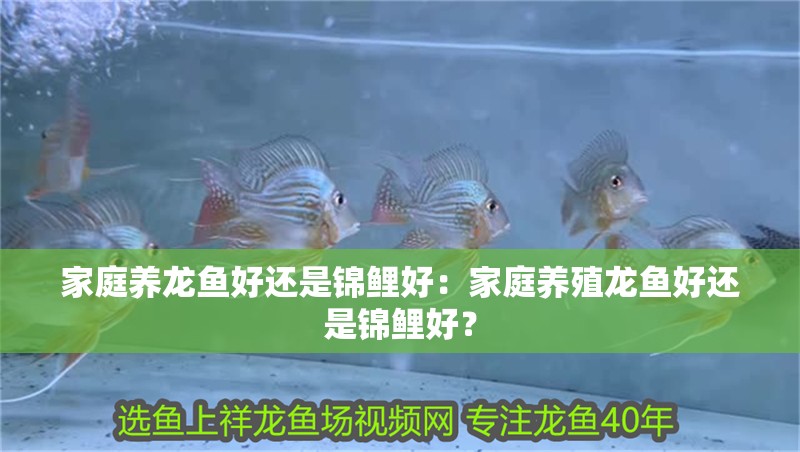 家庭養(yǎng)龍魚好還是錦鯉好：家庭養(yǎng)殖龍魚好還是錦鯉好？ 家庭養(yǎng)龍魚好還是錦鯉好：家庭養(yǎng)殖龍魚好還是錦鯉好？ 龍魚百科