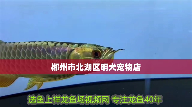 郴州市北湖區明犬寵物店