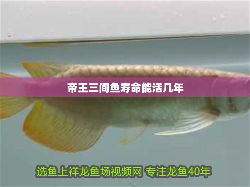 帝王三間魚壽命能活幾年 帝王三間魚壽命能活幾年 龍魚論壇