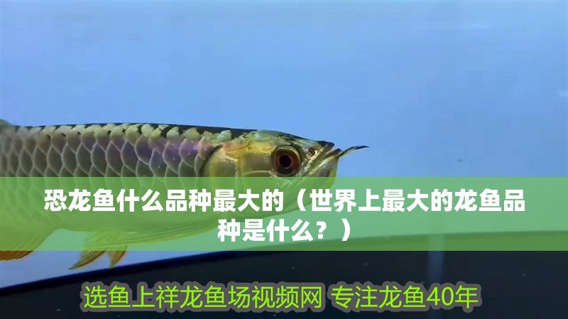 恐龍魚什么品種最大的（世界上最大的龍魚品種是什么？）