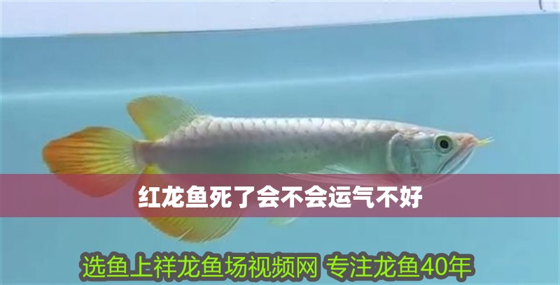 紅龍魚死了會不會運氣不好