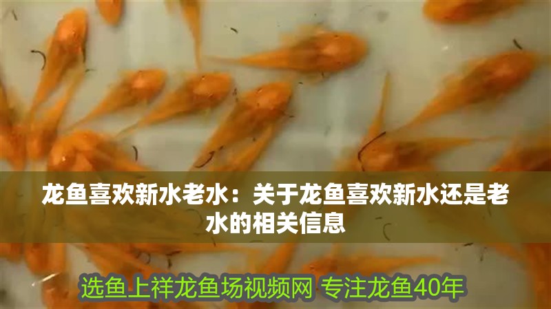 龍魚喜歡新水老水：關于龍魚喜歡新水還是老水的相關信息