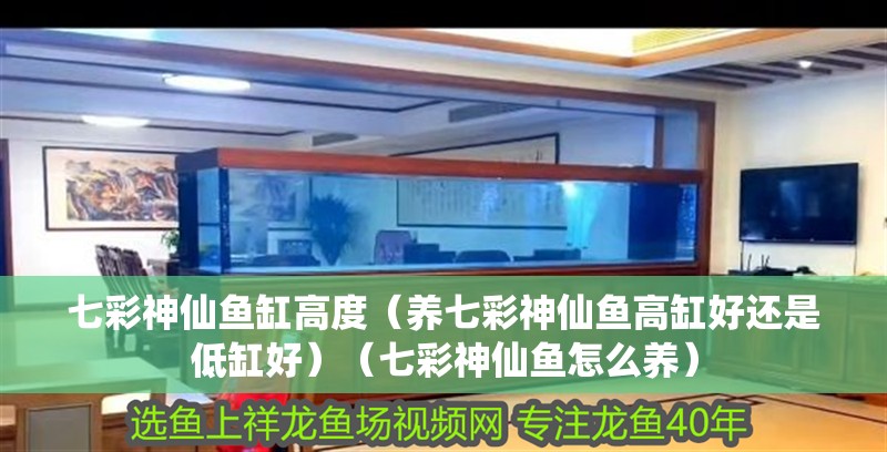 七彩神仙魚缸高度（養(yǎng)七彩神仙魚高缸好還是低缸好）（七彩神仙魚怎么養(yǎng)）