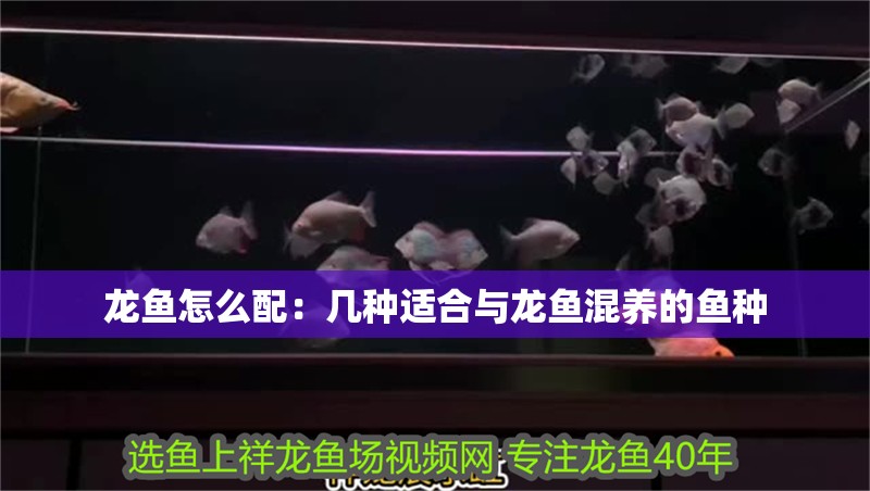 龍魚怎么配：幾種適合與龍魚混養的魚種