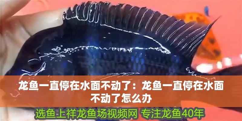 龍魚一直停在水面不動了：龍魚一直停在水面不動了怎么辦 龍魚一直停在水面不動了：龍魚一直停在水面不動了怎么辦 龍魚百科